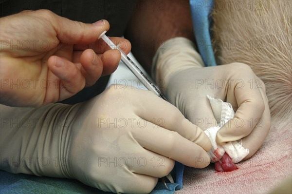 Vets implant an embryo into the uterus of a surrogate hind during an embryo transfer programme on