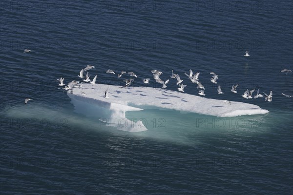 Sea birds on ice floe in Nunavut (canadian arctic sea)