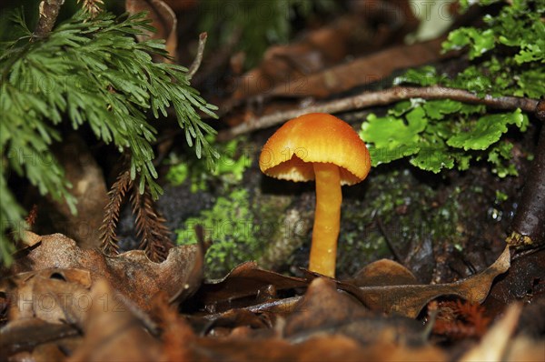 Yellow waxgill toadstool, probably a Hygrocybe species, West Coast, South Island, New Zealand,