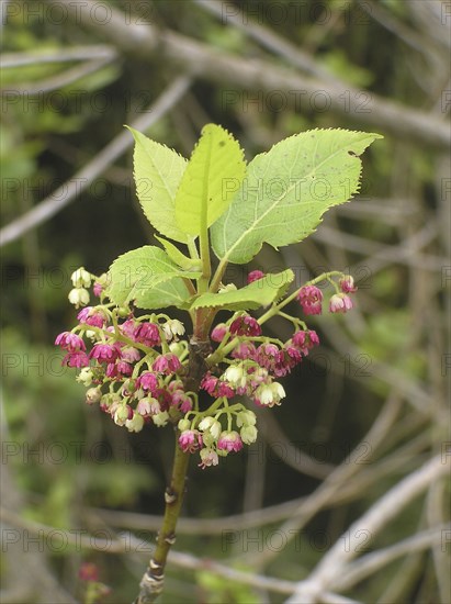 Flowers of a New Zealand tree, wineberry, Aristotelia serrata, West Coast, South Island, New
