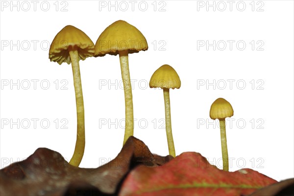 Clear cut image of 4 yellow waxgill toadstools, Hygrophorus salmonipes