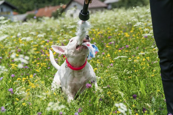 Portrait photo of white bull terrier outdoors on a sunny day, young purebreed bull terrier