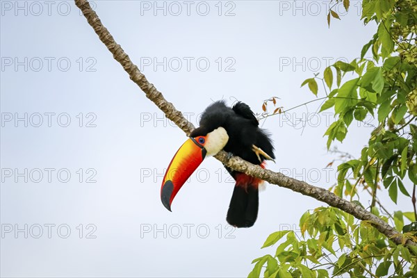 Close-up of a Toco toucan on bare branch against bright sky, Pantanal Wetlands, Mato Grosso,