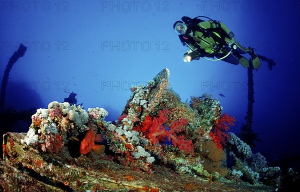 Diver and jewelled perch on the Numibia shipwreck, Cephalopholis miniata, Egypt, Africa, Red Sea,