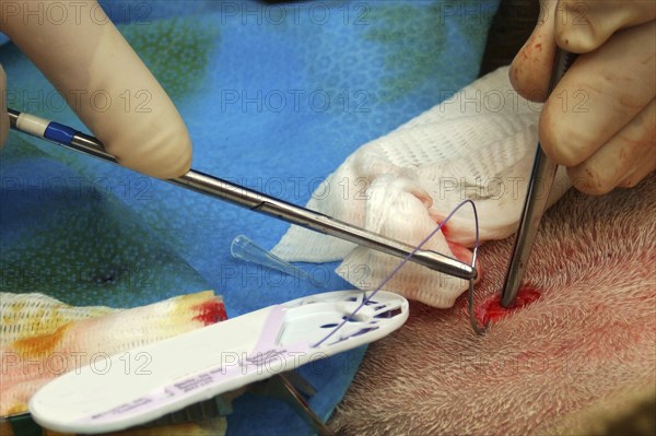 A vet sews up the incision in the abdomen of a surrogate hind during an embryo transfer programme