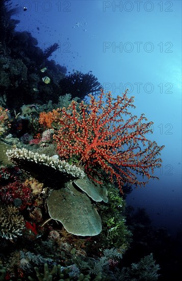Colourful coral reef, Indonesia, Wakatobi Dive Resort, Sulawesi, Indian Ocean, Banda Sea, Asia