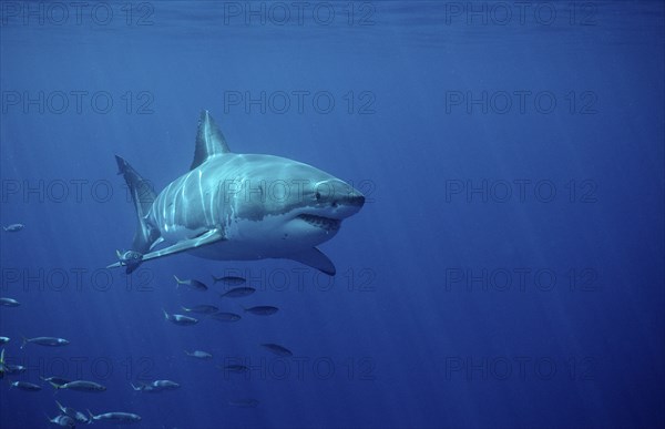 Great white shark, Carcharodon carcharias, South Africa, Dyer Island, Gansbaai, Atlantic Ocean,