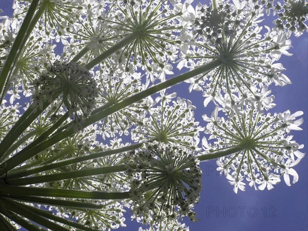 Looking up at Heracleum against a blue sky
