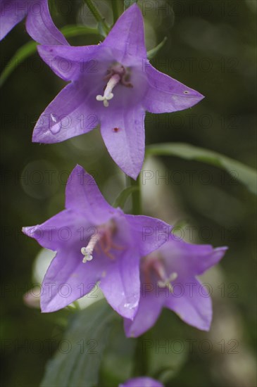 Purple campanula flowers