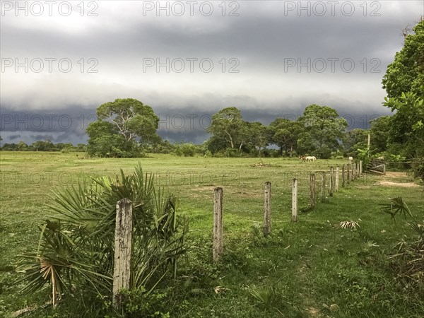 Fenced pasture land with dark clouds in background, Pantanal Wetlands, Mato Grosso, Brazil, South