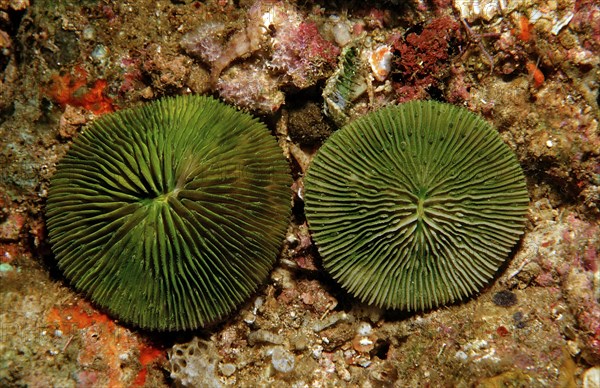 Fluorescent mushroom coral, coral fluorescence, Ctenactis echinata, Komodo National Park, Indian
