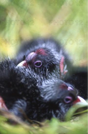 Two newly-hatched chicks in nest of the swamphen, Porphyrio porphyrios (Pukeko), West Coast, South