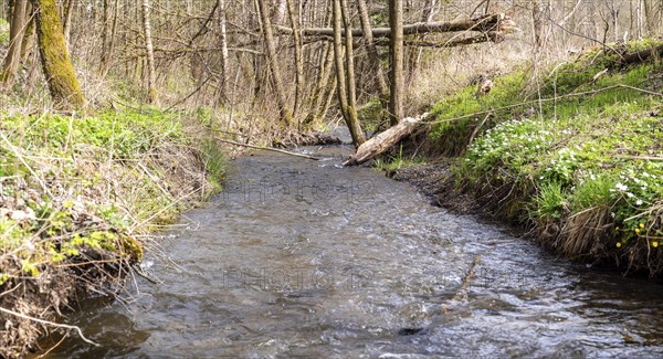 Natural course of the Selke stream in the Harz Mountains