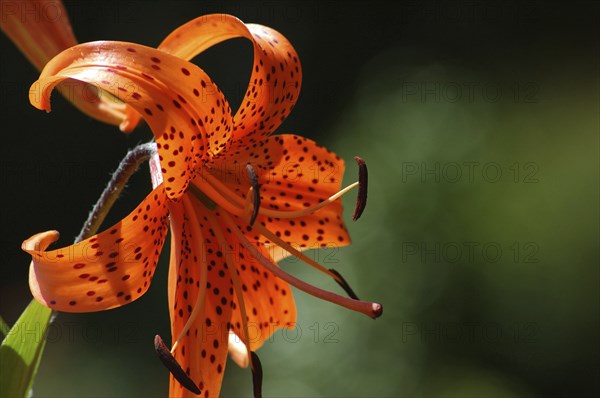 Orange tiger lily in garden setting, with dark green setting