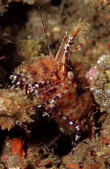 Marble shrimp, Saron sp., Komodo National Park, Indian Ocean, Indonesia, Asia