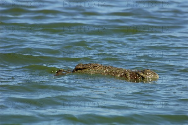 Nile crocodile iin a river in South Africa