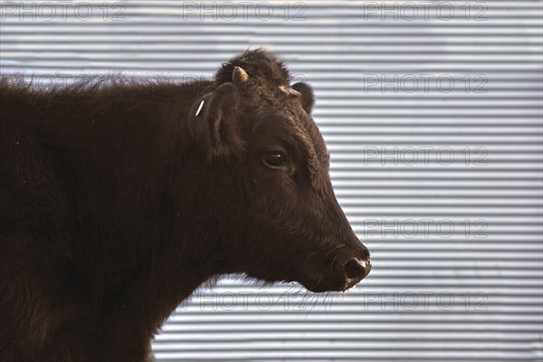 Cute Angus yearling calf, Westland, New Zealand, Oceania