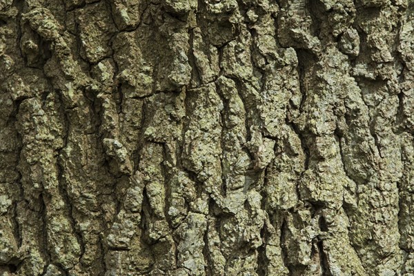 Deeply fissured bark of Oak Tree in English woodland