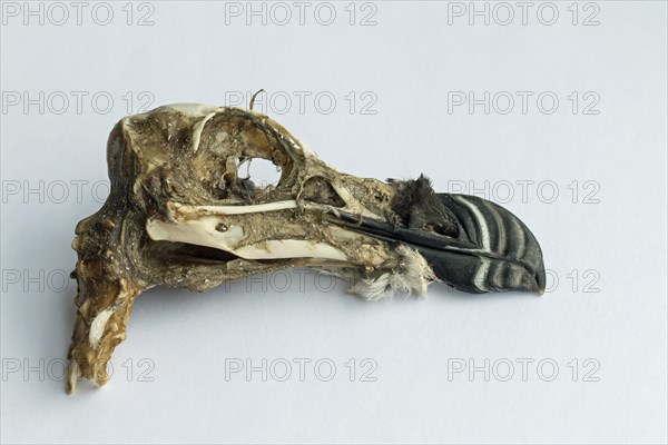 Seabird Razorbill skull, washed up on Pagham beach during winter storms