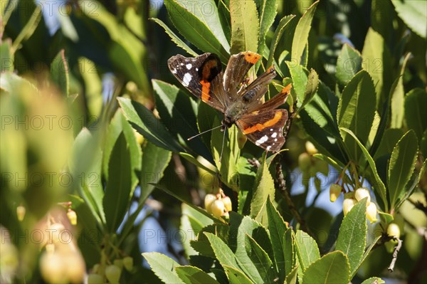 A butterfly resting on a branch with green leaves and yellow flowers in the sunlight, pollinating