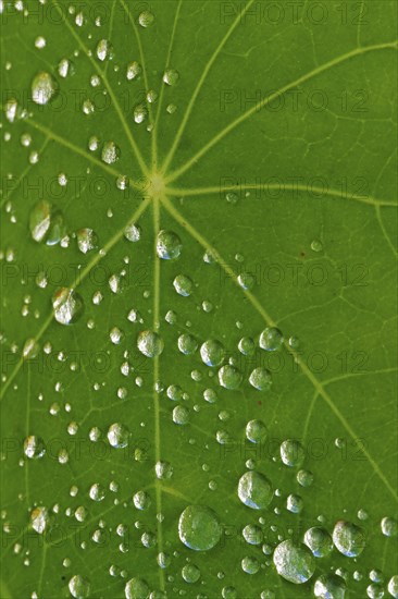 Drops of water on the leaf of a nasturtium