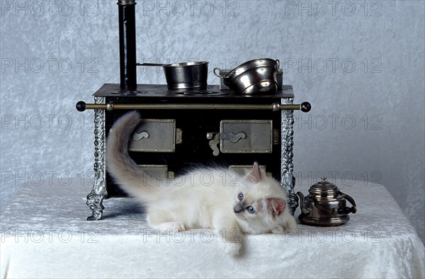 Holy Burmese cat bluepoint 10 weeks old kitten