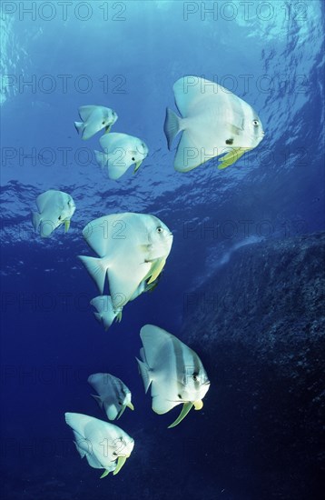 Longfin batfish, Platax teira, South China Sea, Malaysia, Asia
