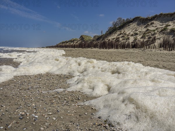 Foamy tide along a calm stretch of coastline with dazzling white sand and overgrown dunes,