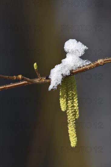 Common hazel in winter