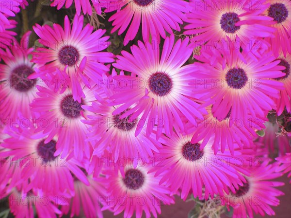Pink daisies
