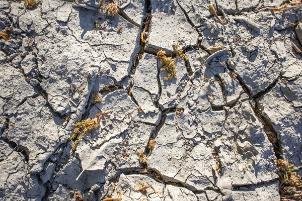 Dried out soil Lack of rain