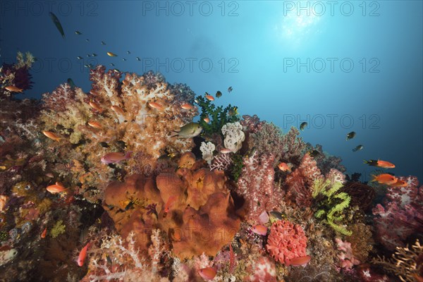 Healthy coral reef, Raja Ampat, West Papua, Indonesia, Asia