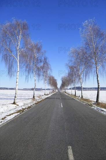 Birch avenue in winter