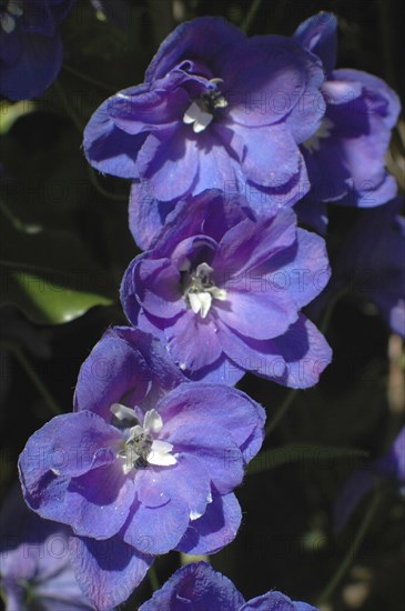 Blue delphinium flowers on black background