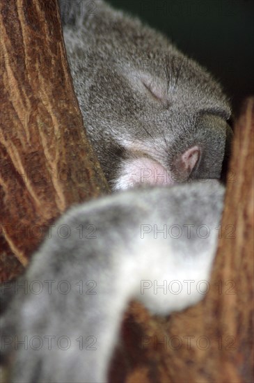Closeup of an Australian koala, Phascolarctos cinereus, asleep in a eucalypt tree