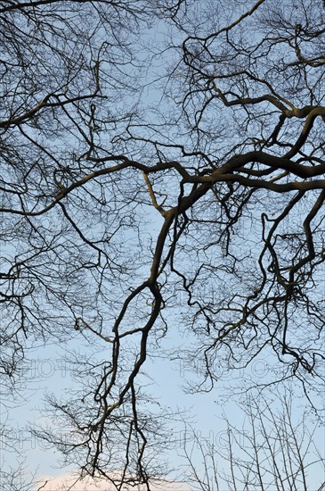 Twisted overhanging forest winter tree branches in silhouette against a blue sky