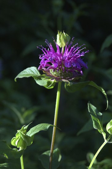 Mauve flower against black background