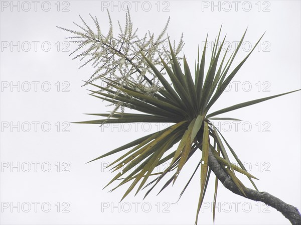 Flowers on Cabbage Tree, Cordyline australis, West Coast, South Island, New Zealand, Oceania