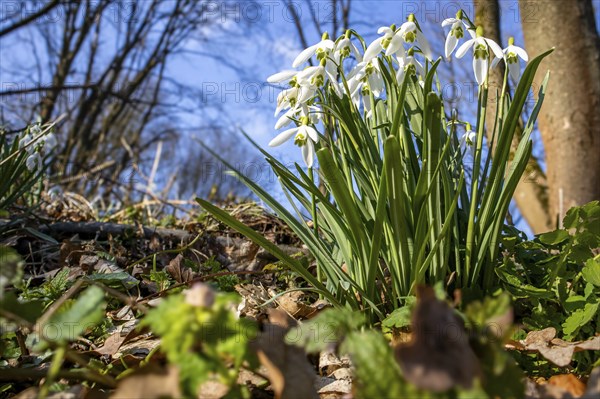 Spring awakening in the Selke valley Harz blooming snowdrops