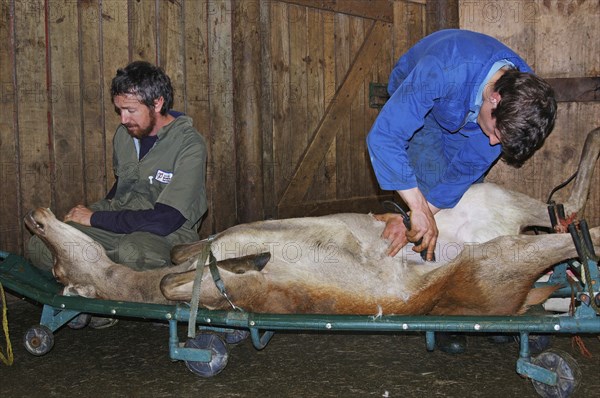 GREYMOUTH, NEW ZEALAND, CIRCA 2006: Men prepare a red deer hind for an embryo transfer programme