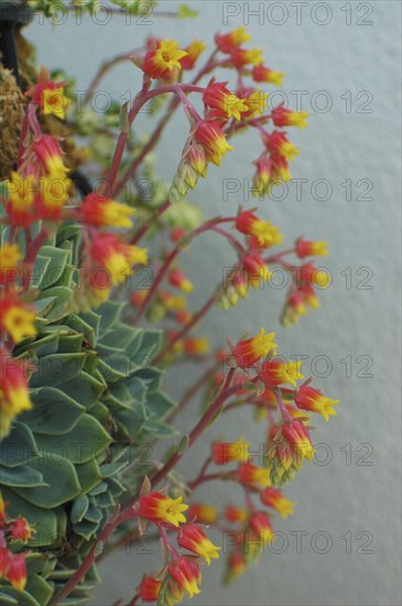 Ice plant flowers on side of patio planter