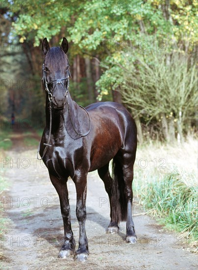 Friesian, friesian, black, stallion, stallion, 6-year-old