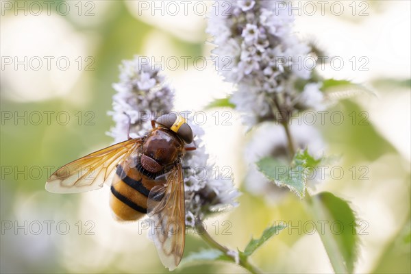 Hornet mimic hoverfly (Volucella zonaria), foraging on flowering butterfly bush (Buddleja),