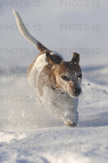 Jack Russell Terrier, old dog, male dog, jumping, movement, deep snow, whirled up snow, fast