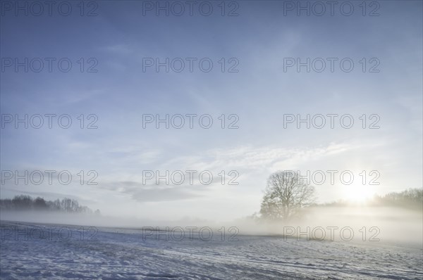 Winter morning landscape with a snowy field, trees, a layer of fog and the sun rising, in Germany