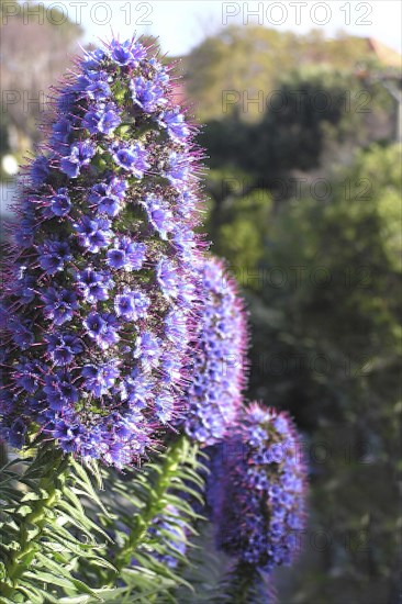 Tall spire of blue Echium flowers
