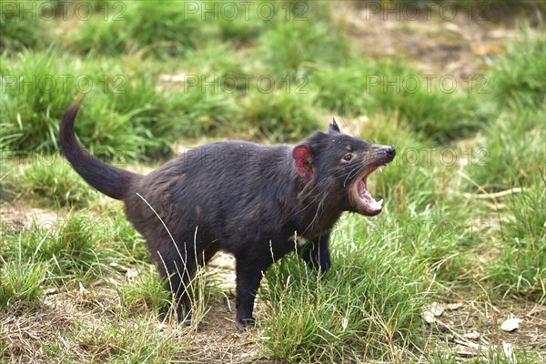 Tasmanian devil in conservation park in Tasmania, Australia, Oceania