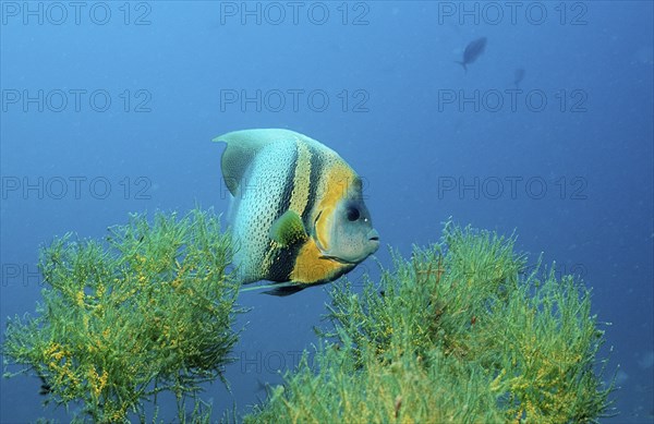 Cortez Angelfish, Pomacanthus zonipectus, Mexico, Lake Cortez, Lower California, La Paz, Central