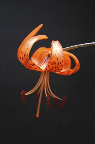 Orange tiger lily on black background, vertical format