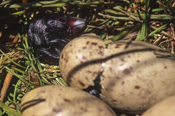 Pukeko chick hatching (Porphyrio porphyrio)